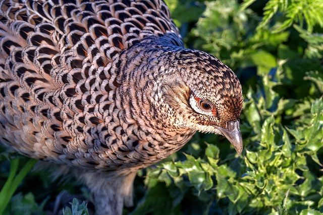 Pheasant (female)