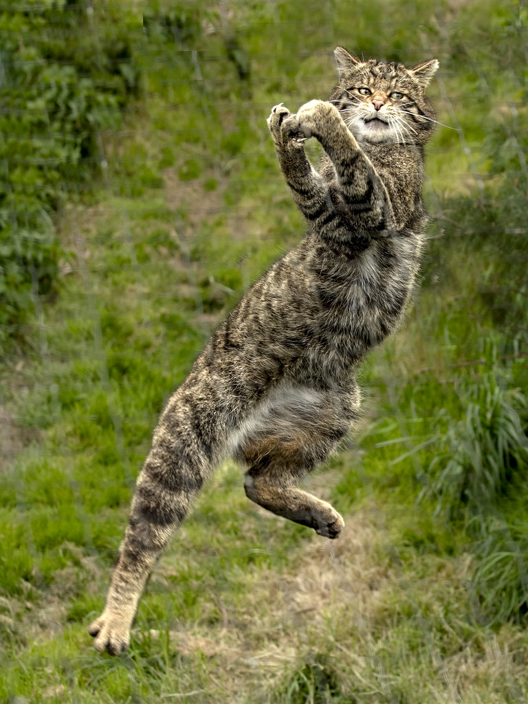 Acrobatic Scottish Wildcat