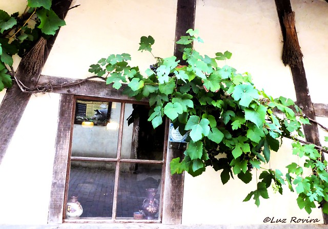 P1060270 Window and vines