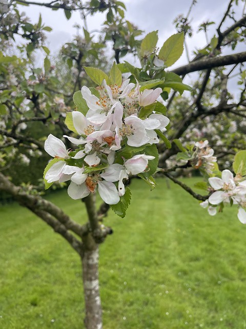 April stroll to the churchyard with stop off at The Orchard