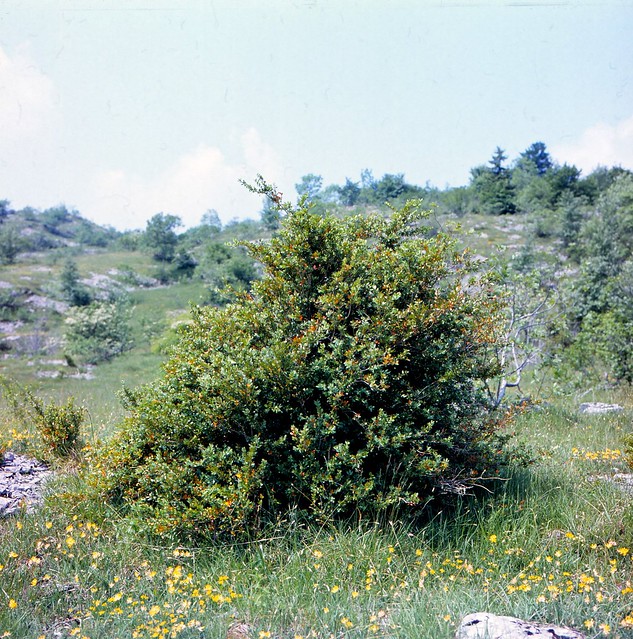 Buxus sempervirens L. Gewöhnlicher Buchsbaum Boxtree