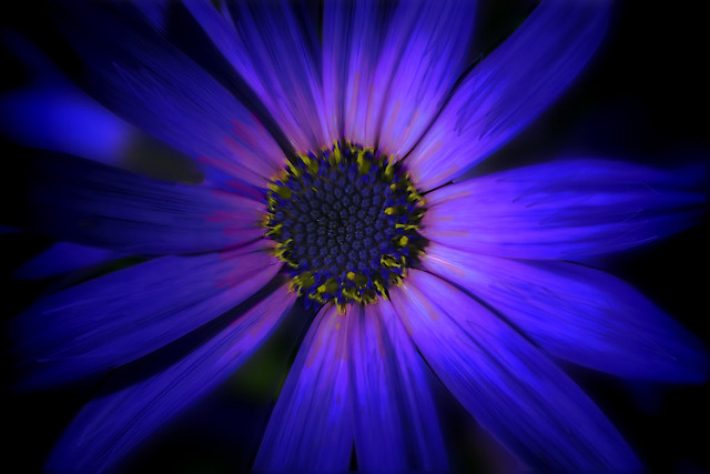 Delicate Blue Flower