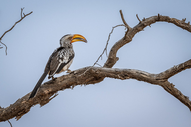 Kgalagadi Transfrontier Park, Southern Yellow-billed Hornbill