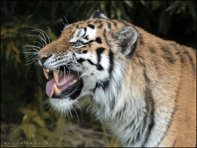 Amur Tigress - Colchester Zoo.