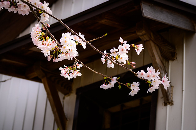 近所の桜 #1ーCherry blossoms in my neighborhood #1