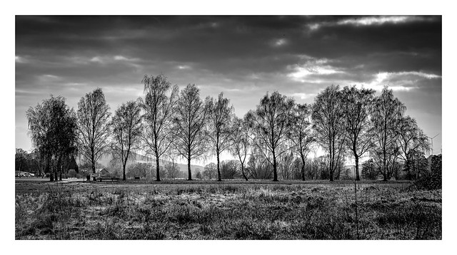 Row of Trees in b&w