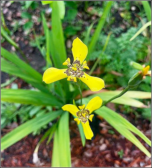 Yellow Iris Flowers ...