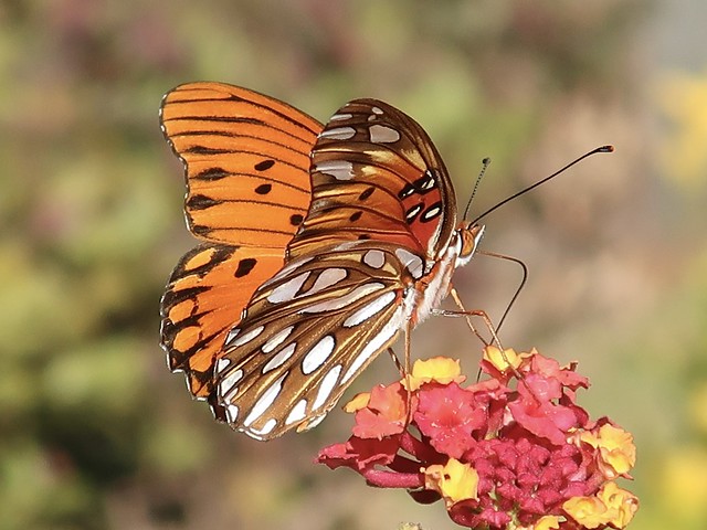 Gulf Fritillary on Lantana