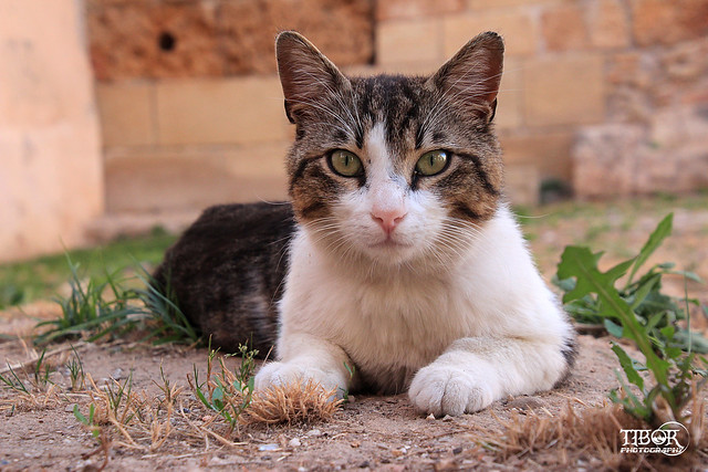 Cats Of Chania