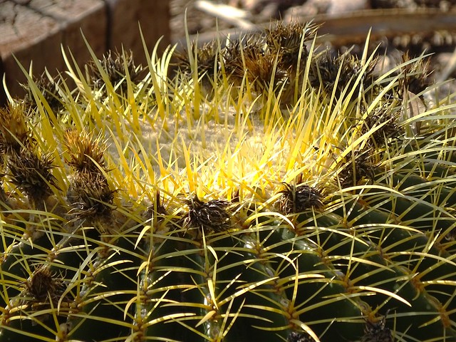 20240422 Golden Barrel cactus (Kroenleinia grusonii)