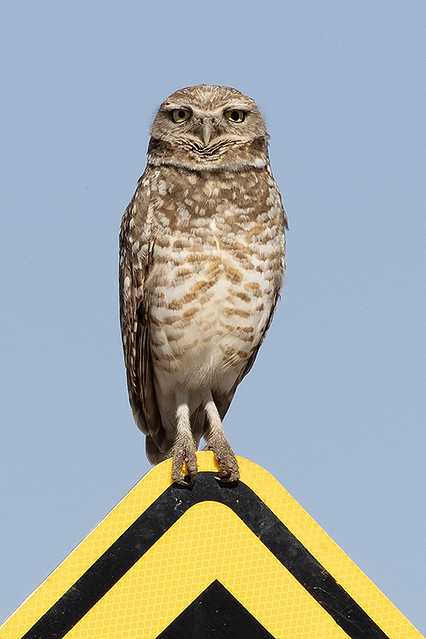 _07A8630 Burrowing Owl