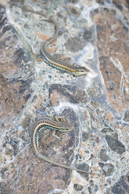 Ophisops elegans (Snake-eyed Lacertid) - Lacertidae - Baths of Aphrodite, Akamas Peninsula, Cyprus-Edit