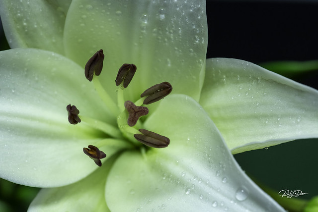 Lily Stamen