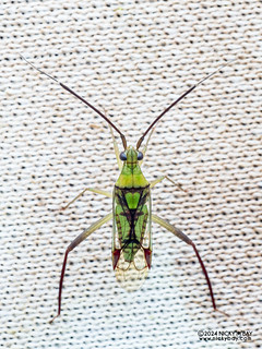 Plant bug (Hyalopeplini) - P3102845