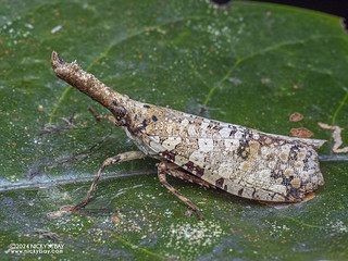 Lantern bug (Datua bisinuata) - P3125410
