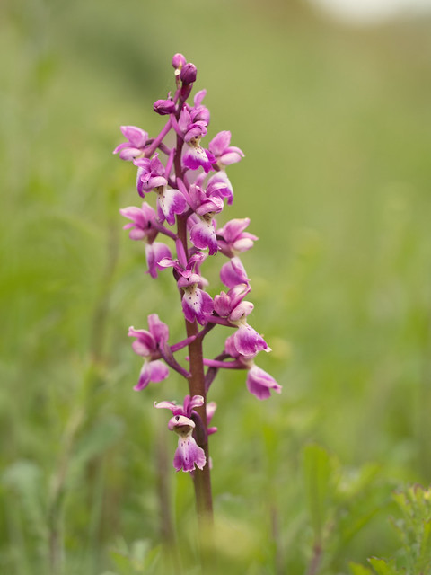 Early purple-orchid