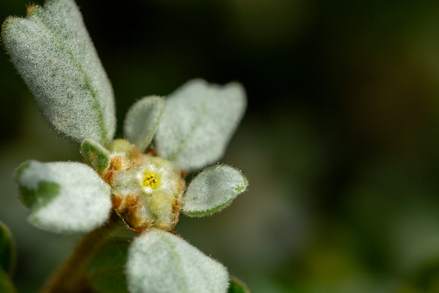 Spyridium coactifolium