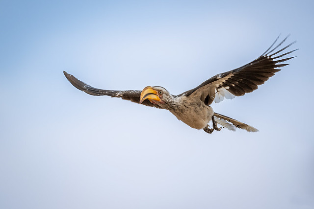 Kgalagadi Transfrontier Park, Southern Yellow-billed Hornbill