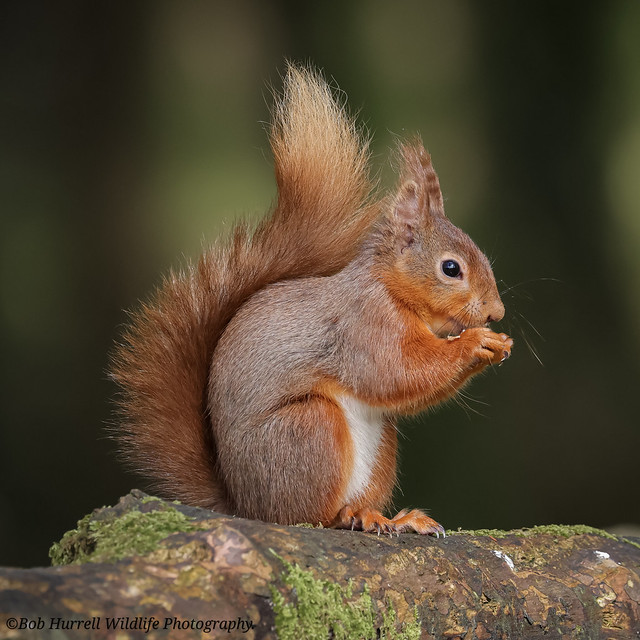 Scottish Red Squirrel.