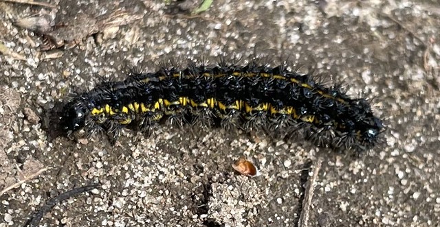 Haploa sp. caterpillar
