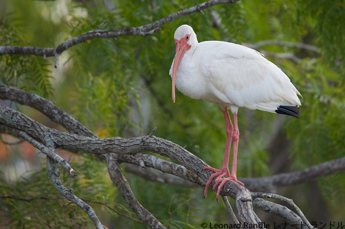 White Ibis Adult (Eudocimus albus) (シロトキ) DSC_0437 by leonardrandle1, This photo was taken 29 July 2023 in Corpus Christi, Texas at Lakeview Park on Holly Rd.white ibis a