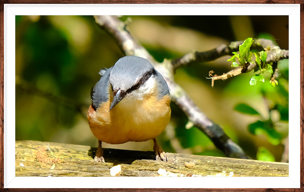 Eurasian nuthatch West Sussex