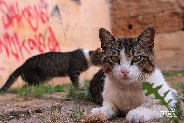 Cats Of Chania