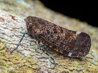 Lantern bug (Penthicodes quadrimaculatus) - P3125705