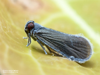 Planthopper (Cixiidae) - P3103244