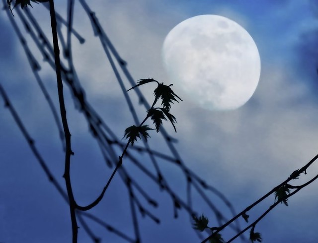 Moon viewed through the birch-again