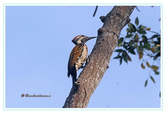 12832 - lesser golden backed woodpecker