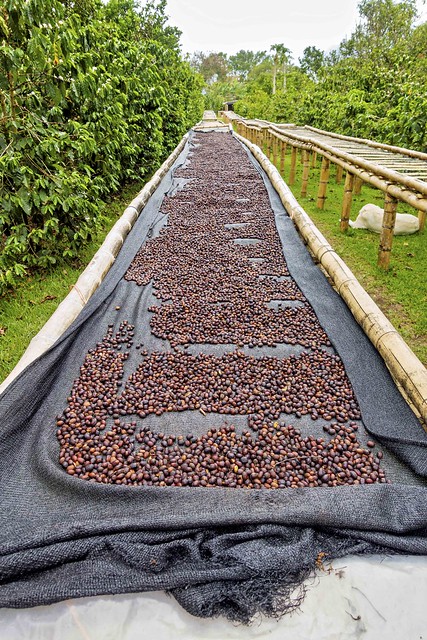 Drying  Coffee Beans @ Finca Dos Jefes Coffee Plantation, Boquete, Panama-06265