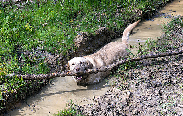 I haz big stick in muddy puddle. I iz very happy.