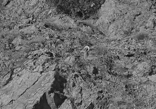 Blending In Bighorn Sheep in the Royal Gorge, Colorado.
Used On1 Warm Ink Filter on this one.