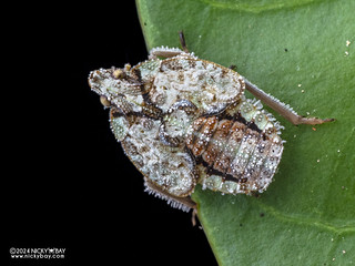 Planthopper nymph (Fulgoroidea) - P3126769