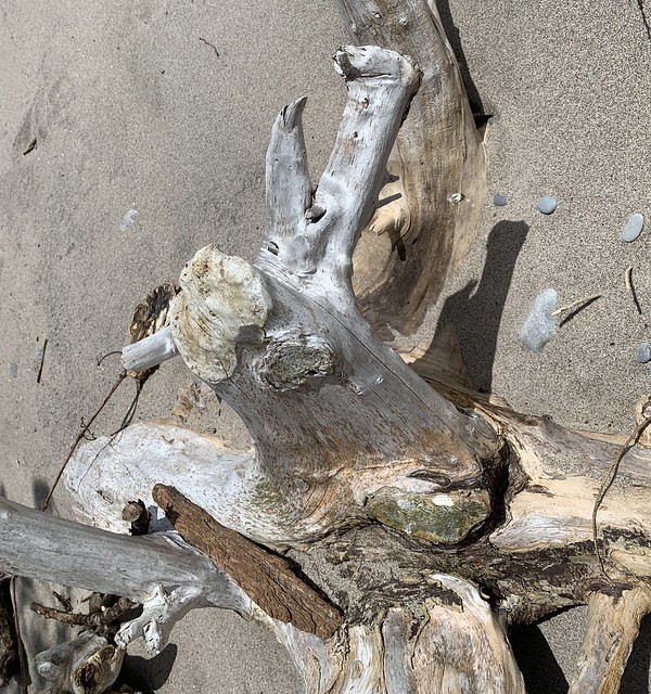“Interesting shape driftwood on the beach at the shore of Lake Ontario on the waterfront trail on Lake Ontario in Rotary park , cropped photograph , Martin’s photographs , Ajax , Ontario , Canada , April 21. 2024”