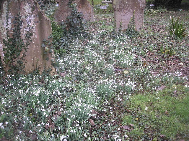 Snowdrops at Patrixbourne Church, Kent