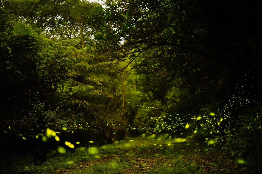 雙溪平林休閒農場打造螢火蟲適生棲地，園區隨處可見漫天螢火。攝影：陳文成／注腳雙溪提供