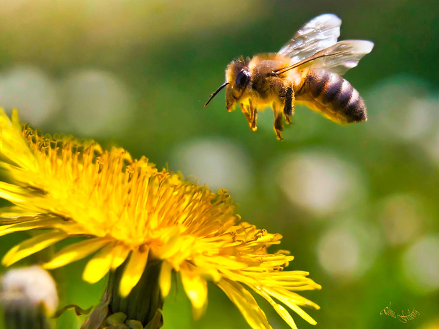 Biene im Flug zu einem Löwenzahn / Bee in flight to a dandelion.