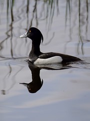 Tufted Duck in early morning light