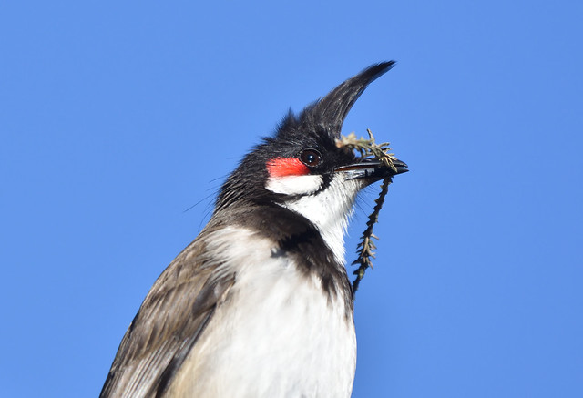 red-whiskered bulbul with nesting material