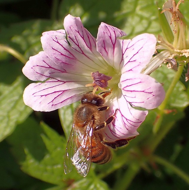Drawing Nectar. Honeybee, Apis mellifera, on Geranium versicolor, Pencilled Geranium, Hortus Botanicus, Amsterdam, The Netherlands