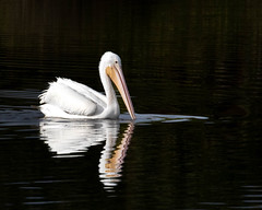 White Pelican and Reflection