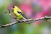 A Handsome Goldfinch