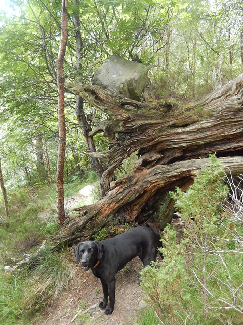 Dog in front of a fallen tree