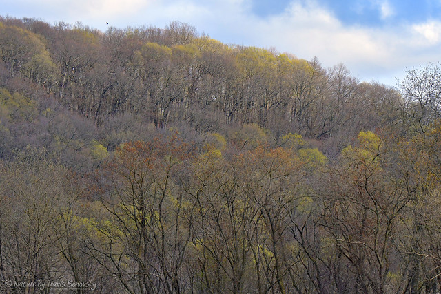 Spring trees at Forestville Mystery Cave State Park