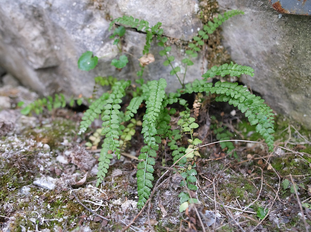 Green Spleenwort, Asplenium viride