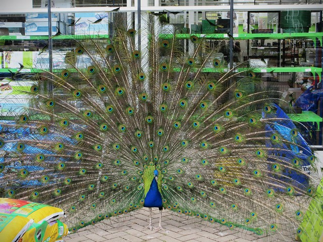 Peacock Full View