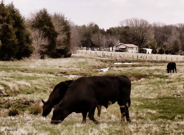 Cows   2014