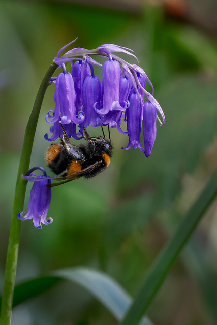 Early Bumble Bee on Bluebells